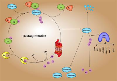 Research Progress of DUB Enzyme in Hepatocellular Carcinoma